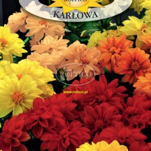 NASIONA KWIATY DALIA ZMIENNA KARŁOWA 0,5g Roltico NASIONA KWIATY DALIA ZMIENNA KARŁOWA 0,5g Roltico
