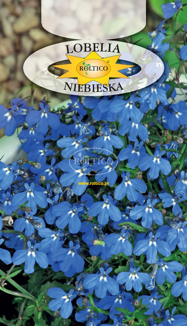 Lobelia niska – Niebieska 0,2g Lobelia niska – Niebieska 0,2g