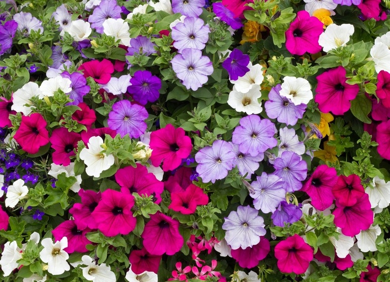 Nasiona Petunia Zwisająca Mieszanka Balkonowa 0,1g Roltico Nasiona Petunia Zwisająca Mieszanka Balkonowa 0,1g Roltico