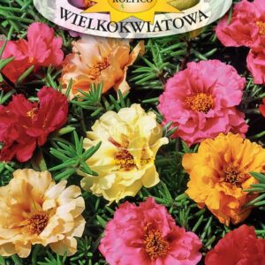 Nasiona PORTULAKA 0,5 g Roltico nasiona kwiatów Nasiona PORTULAKA 0,5 g Roltico nasiona kwiatów
