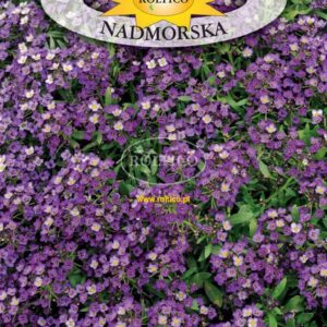NASIONA SMAGLICZKA NADMORSKA FIOLETOWA 0,5 g Roltico NASIONA SMAGLICZKA NADMORSKA FIOLETOWA 0,5 g Roltico