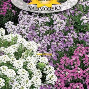 Nasiona Smagliczka Nadmorska Mieszanka 0,5g Roltico Nasiona Smagliczka Nadmorska Mieszanka 0,5g Roltico