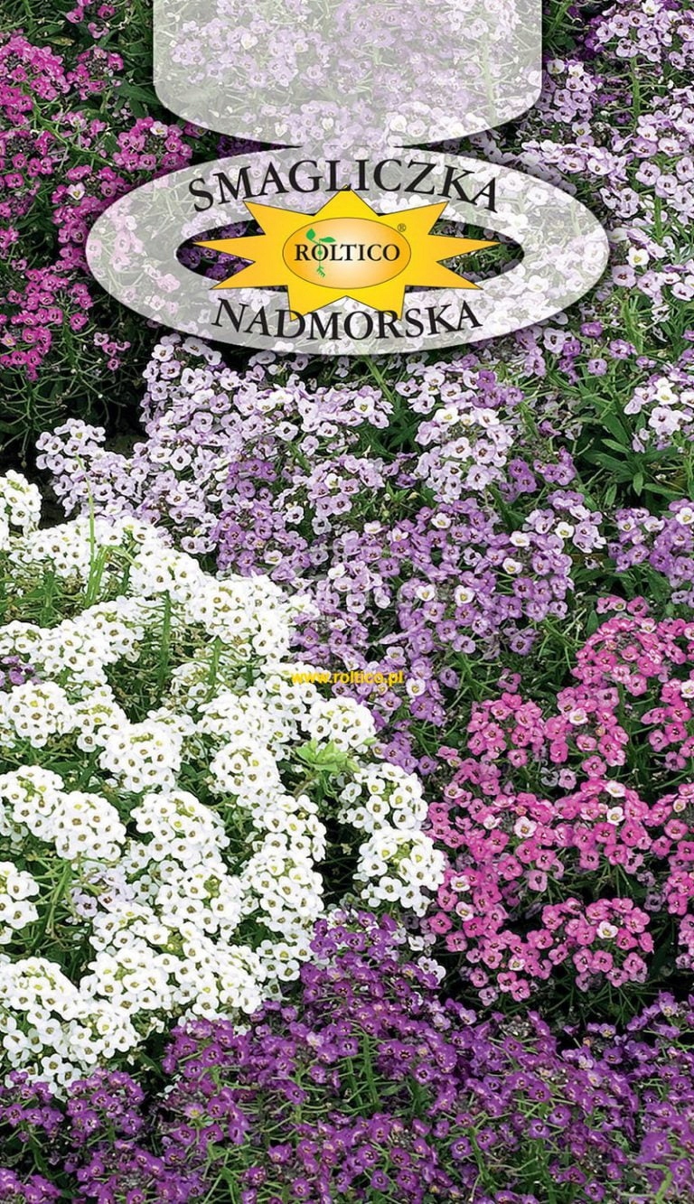 Nasiona Smagliczka Nadmorska Mieszanka 0,5g Roltico Nasiona Smagliczka Nadmorska Mieszanka 0,5g Roltico