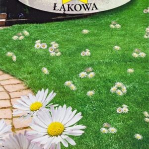 NASIONA KWIATY STOKROTKA ŁĄKOWA BIAŁA 0,2 g Roltico NASIONA KWIATY STOKROTKA ŁĄKOWA BIAŁA 0,2 g Roltico