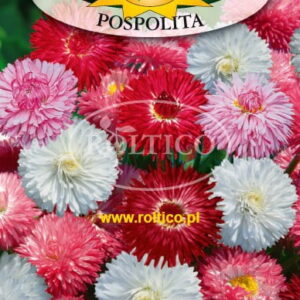 Nasiona Stokrotka Pospolita – Monstrosa – Mieszanka 0,3g Roltico Nasiona Stokrotka Pospolita – Monstrosa – Mieszanka 0,3g Roltico