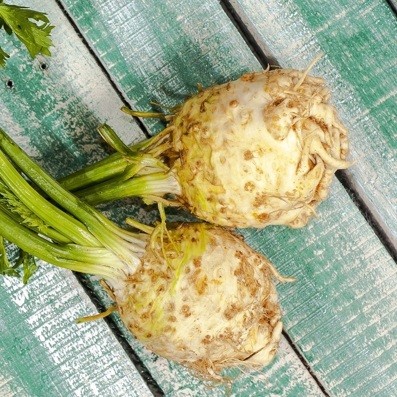 Nasiona Seler korzeniowy Albin śr. wczesny, na zbiór jesienny Premium Seeds Nasiona Seler korzeniowy Albin śr. wczesny, na zbiór jesienny Premium Seeds