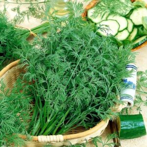 Nasiona Koper ogrodowy Krezus SILNY WZROST-IDEALNY DO OGÓRKÓW Premium Seeds Nasiona Koper ogrodowy Krezus SILNY WZROST-IDEALNY DO OGÓRKÓW Premium Seeds
