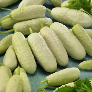 Nasiona Ogórek White Wonder 2g - CZYSTE ODMIANOWO Premium Seeds Nasiona Ogórek White Wonder 2g - CZYSTE ODMIANOWO Premium Seeds