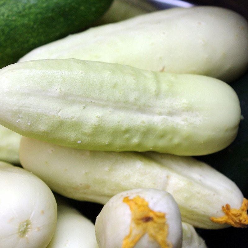 Nasiona Ogórek White Wonder 2g - CZYSTE ODMIANOWO Premium Seeds Nasiona Ogórek White Wonder 2g - CZYSTE ODMIANOWO Premium Seeds