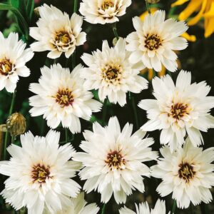 Nasiona Kupidynek, Białe Kwiatostany, Obfite Kwitnienie- Premium Seeds Nasiona Kupidynek, Białe Kwiatostany, Obfite Kwitnienie- Premium Seeds
