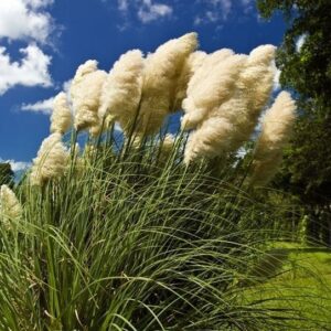 Nasiona Trawa pampasowa 0,03g biała WIECHY DO 2 METRÓW Premium Seeds Nasiona Trawa pampasowa 0,03g biała WIECHY DO 2 METRÓW Premium Seeds