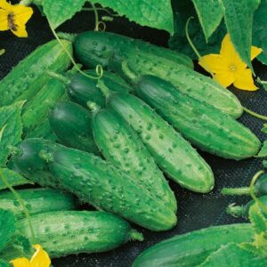 Nasiona Ogórek Prymus 5g - POLECANY DO KONSERWOWANIA Premium Seeds Nasiona Ogórek Prymus 5g - POLECANY DO KONSERWOWANIA Premium Seeds