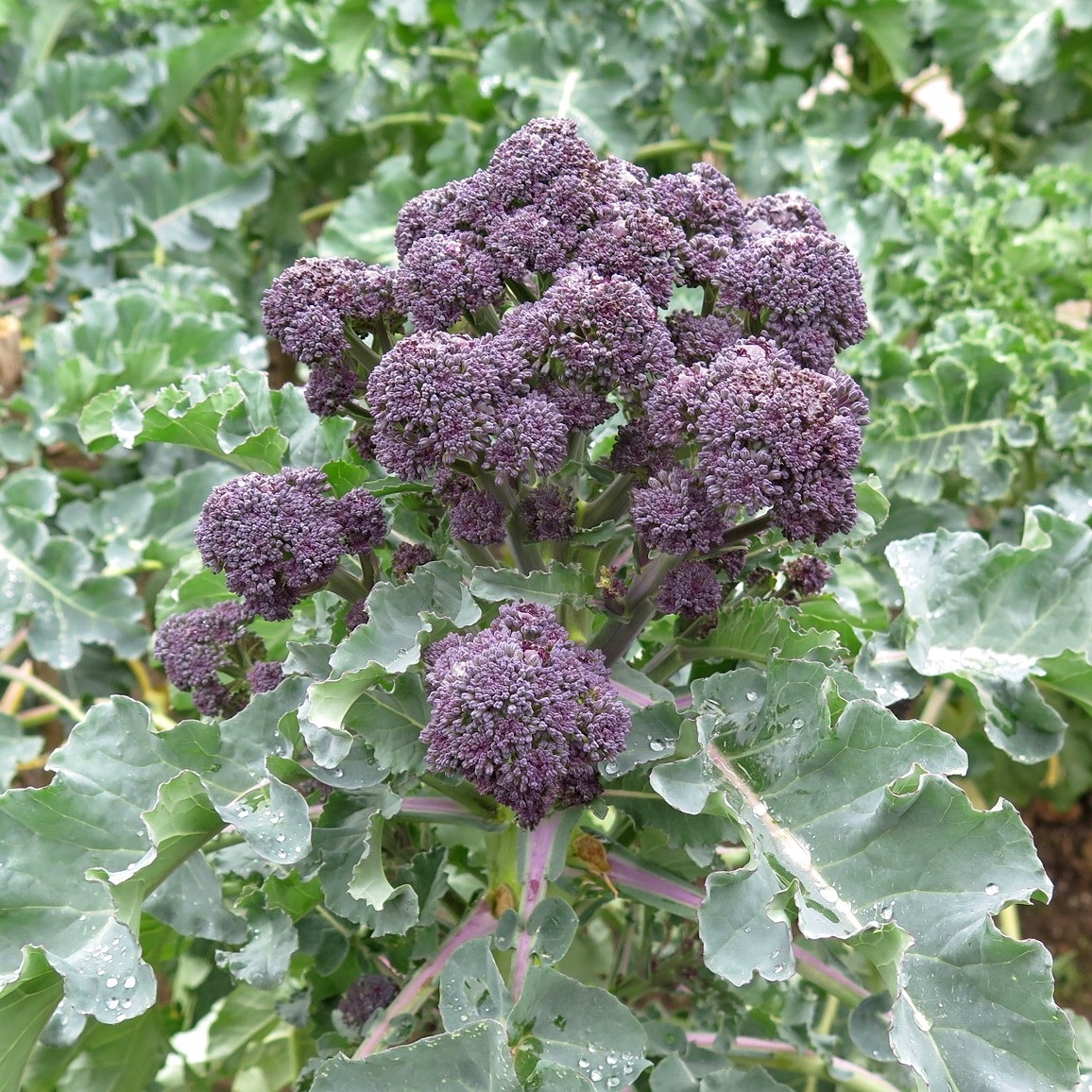 Nasiona Brokuł Early Purple Sprouting 2g do siewu wiosennego Premium Seeds Nasiona Brokuł Early Purple Sprouting 2g do siewu wiosennego Premium Seeds