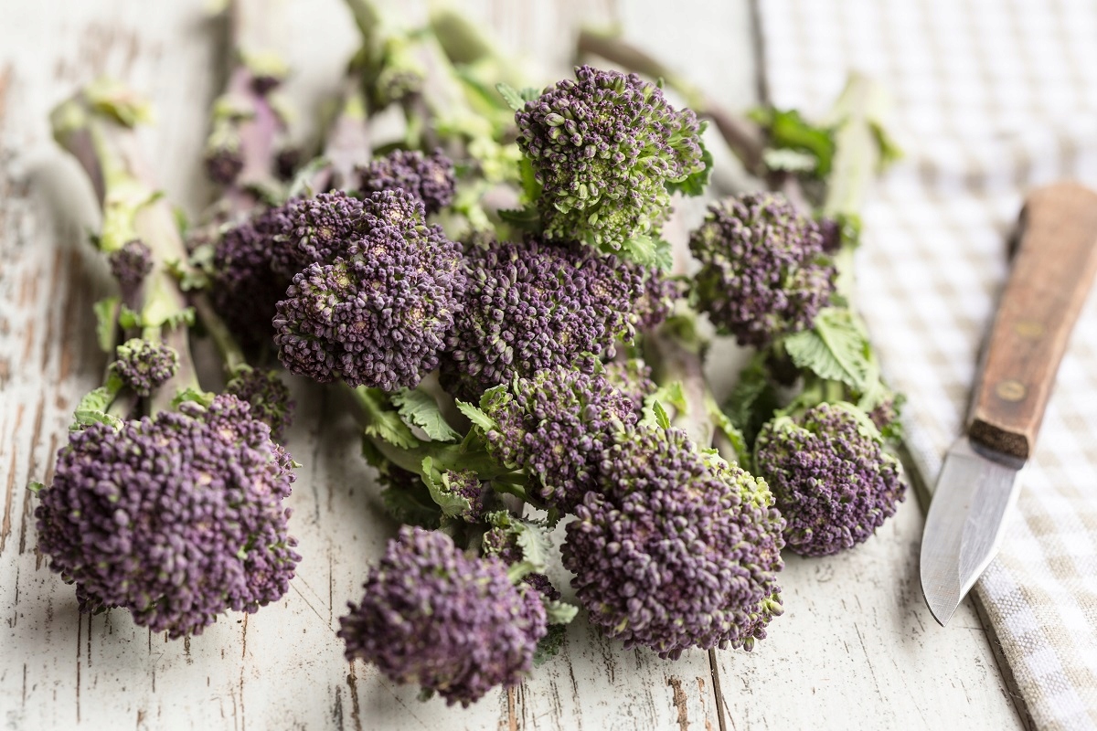 Nasiona Brokuł Early Purple Sprouting 2g do siewu wiosennego Premium Seeds Nasiona Brokuł Early Purple Sprouting 2g do siewu wiosennego Premium Seeds