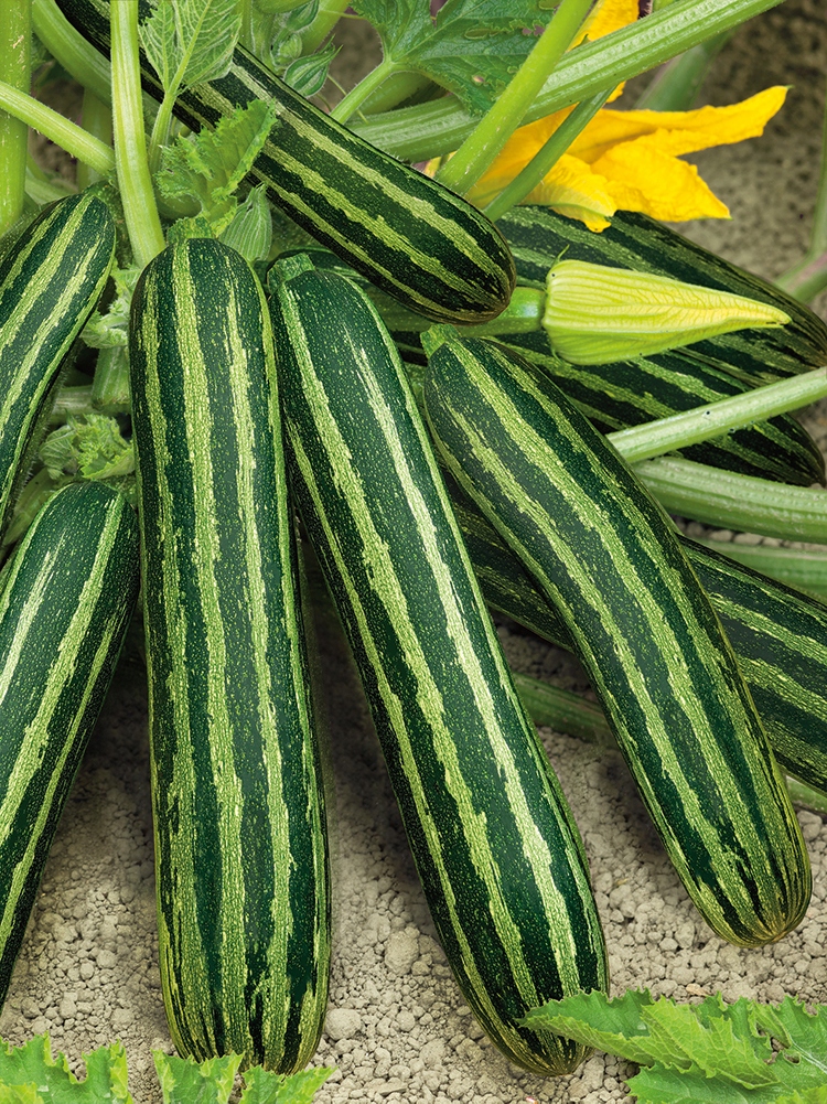 Nasiona Cukinia Coucourzelle 2g DOSKONAŁE KIEŁKOWANIE Premium Seeds Nasiona Cukinia Coucourzelle 2g DOSKONAŁE KIEŁKOWANIE Premium Seeds