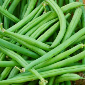 Nasiona Fasola Processor 30g szparagowa, OBFITE ZBIORY Premium Seeds Nasiona Fasola Processor 30g szparagowa, OBFITE ZBIORY Premium Seeds