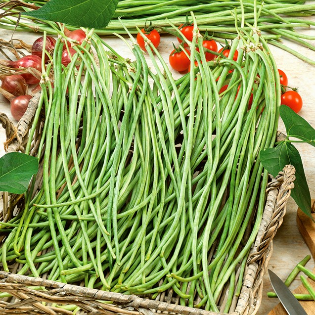 Nasiona Fasolnik chiński METRO BLACK 3g PREMIUM Seeds Nasiona Fasolnik chiński METRO BLACK 3g PREMIUM Seeds