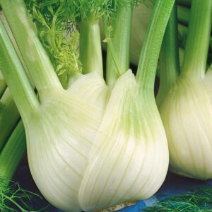 Nasiona Fenkuł, Koper włoski Romanesco 1g SŁODKI Premium Seeds Nasiona Fenkuł, Koper włoski Romanesco 1g SŁODKI Premium Seeds