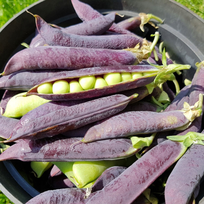 Nasiona Groch Desiree cukrowy 20g fioletowe strąki, smaczny Premium Seeds Nasiona Groch Desiree cukrowy 20g fioletowe strąki, smaczny Premium Seeds