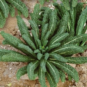 Nasiona Jarmuż Nero di toscana 2g typu toskańskiego Premium Seeds Nasiona Jarmuż Nero di toscana 2g typu toskańskiego Premium Seeds