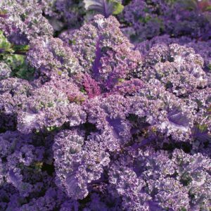 Nasiona Jarmuż Scarlet 1g SMACZNA BOMBA WITAMINOWA Premium Seeds Nasiona Jarmuż Scarlet 1g SMACZNA BOMBA WITAMINOWA Premium Seeds