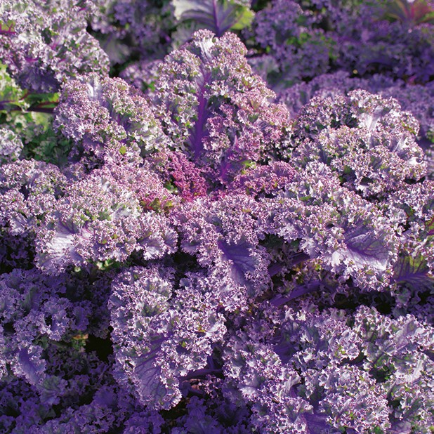 Nasiona Jarmuż Scarlet 1g SMACZNA BOMBA WITAMINOWA Premium Seeds Nasiona Jarmuż Scarlet 1g SMACZNA BOMBA WITAMINOWA Premium Seeds