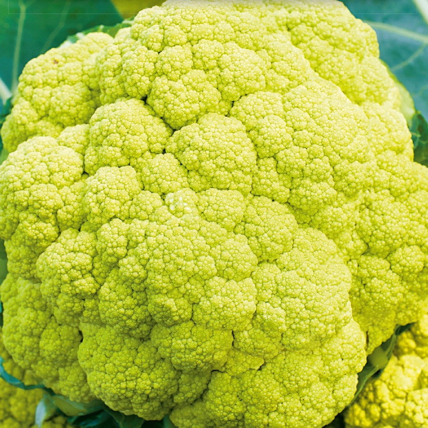 Nasiona Kalafior Verde di Macerata 0,2g na zbiór jesienny Premium Seeds Nasiona Kalafior Verde di Macerata 0,2g na zbiór jesienny Premium Seeds