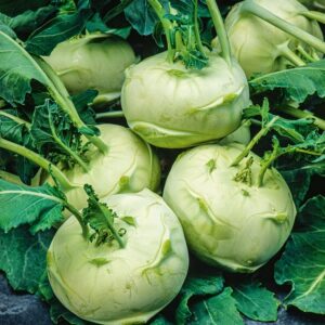 Nasiona Kalarepa Di Vienna bianco 1g SOCZYSTA Premium Seeds Nasiona Kalarepa Di Vienna bianco 1g SOCZYSTA Premium Seeds