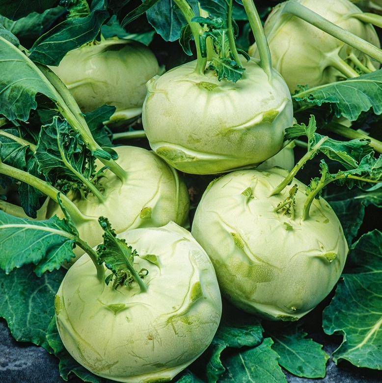 Nasiona Kalarepa Di Vienna bianco 1g SOCZYSTA Premium Seeds Nasiona Kalarepa Di Vienna bianco 1g SOCZYSTA Premium Seeds
