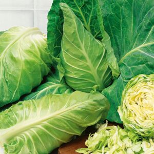 Nasiona Kapusta głowiasta biała Express 1g ORYGINALNE Premium Seeds Nasiona Kapusta głowiasta biała Express 1g ORYGINALNE Premium Seeds