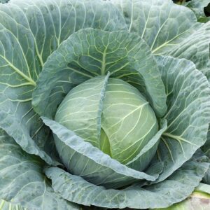 Nasiona Kapusta Zora 2g 60 dni do zbioru Premium Seeds Nasiona Kapusta Zora 2g 60 dni do zbioru Premium Seeds