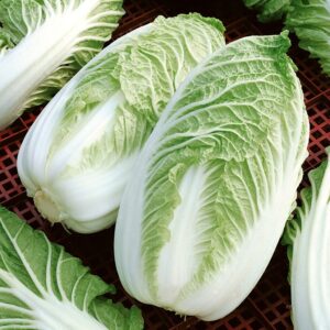 Nasiona Kapusta pekińska Hilton 0,5g Premium Seeds Nasiona Kapusta pekińska Hilton 0,5g Premium Seeds