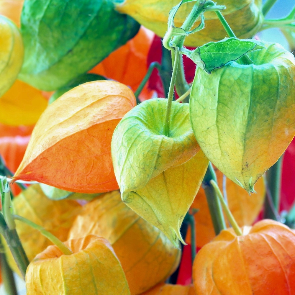 Nasiona Miechunka ogrodowa 0,5g dekoracyjna i jadalna roślina Premium Seeds Nasiona Miechunka ogrodowa 0,5g dekoracyjna i jadalna roślina Premium Seeds