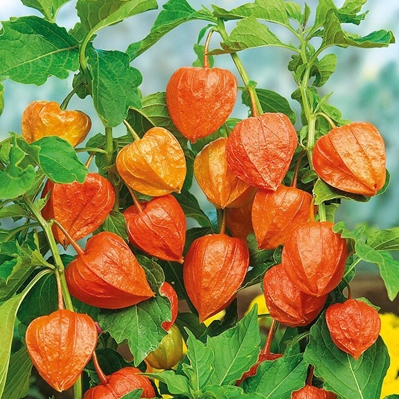 Nasiona Miechunka ogrodowa 0,5g dekoracyjna i jadalna roślina Premium Seeds Nasiona Miechunka ogrodowa 0,5g dekoracyjna i jadalna roślina Premium Seeds
