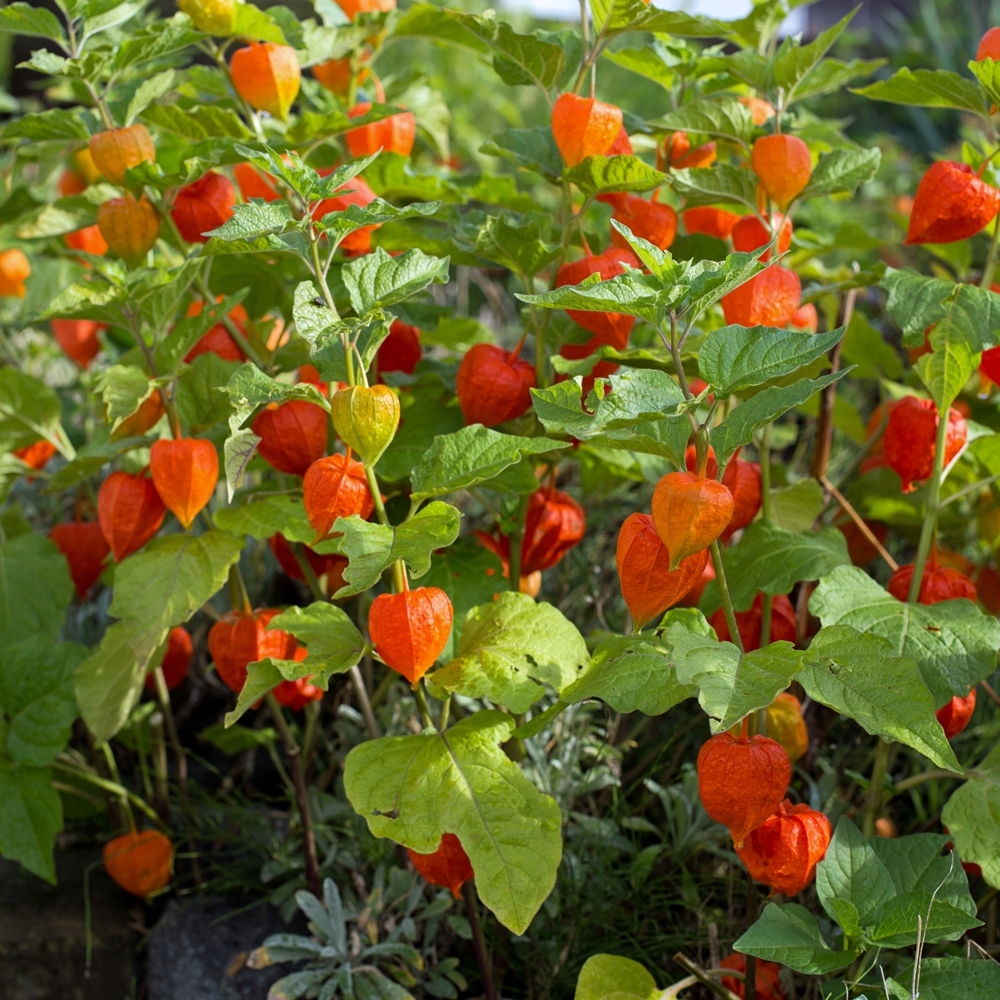 Nasiona Miechunka ogrodowa 0,5g dekoracyjna i jadalna roślina Premium Seeds Nasiona Miechunka ogrodowa 0,5g dekoracyjna i jadalna roślina Premium Seeds