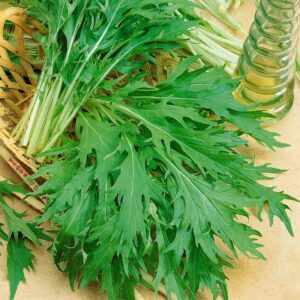 Nasiona Mizuna zielona, Musztardowiec 2g Premium Seeds Nasiona Mizuna zielona, Musztardowiec 2g Premium Seeds