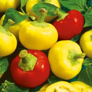 Nasiona Papryka Alma Picante 0,2g typ Koral, do konserwowania Premium Seeds Nasiona Papryka Alma Picante 0,2g typ Koral, do konserwowania Premium Seeds