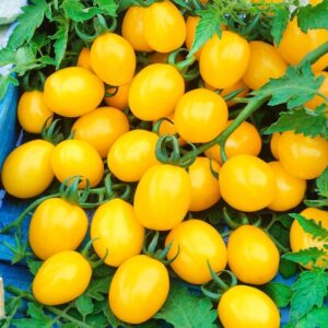 Nasiona Pomidor Cytrynek Groniasty 0,1g 65 SZT Z GRONA Premium Seeds Nasiona Pomidor Cytrynek Groniasty 0,1g 65 SZT Z GRONA Premium Seeds