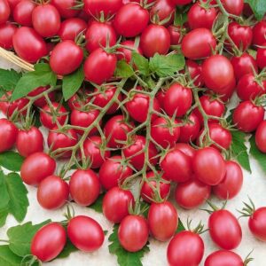 Nasiona pomidorów Premium Seeds Malinowy Kapturek 0,10 g Premium Seeds Nasiona pomidorów Premium Seeds Malinowy Kapturek 0,10 g Premium Seeds