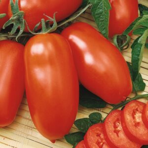 Nasiona Pomidor Zyska 0,2g INTENSYWNIE CZERWONY KOLOR OWOCÓW Premium Seeds Nasiona Pomidor Zyska 0,2g INTENSYWNIE CZERWONY KOLOR OWOCÓW Premium Seeds