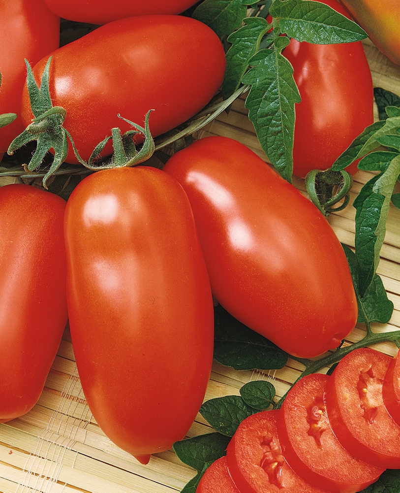 Nasiona Pomidor Zyska 0,2g INTENSYWNIE CZERWONY KOLOR OWOCÓW Premium Seeds Nasiona Pomidor Zyska 0,2g INTENSYWNIE CZERWONY KOLOR OWOCÓW Premium Seeds