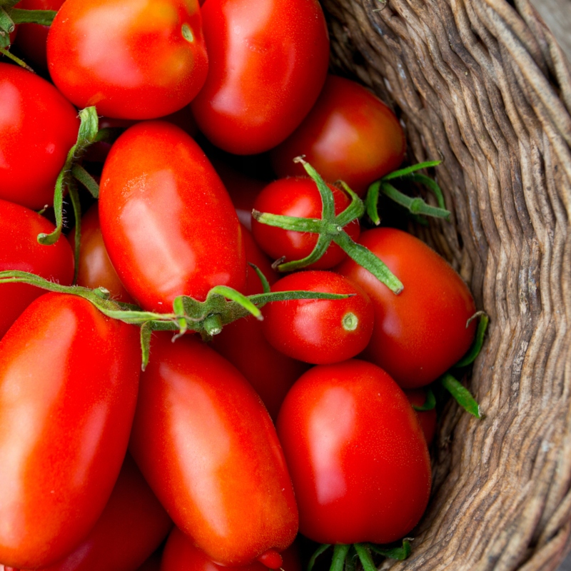 Nasiona Pomidor Zyska 0,2g INTENSYWNIE CZERWONY KOLOR OWOCÓW Premium Seeds Nasiona Pomidor Zyska 0,2g INTENSYWNIE CZERWONY KOLOR OWOCÓW Premium Seeds