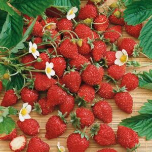 Nasiona Poziomka Baron von Solemacher 0,2g MEGA SMACZNA Premium Seeds Nasiona Poziomka Baron von Solemacher 0,2g MEGA SMACZNA Premium Seeds