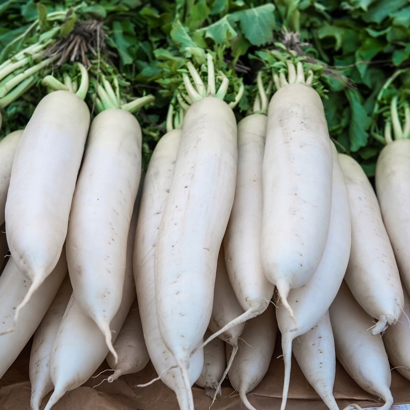 Nasiona Rzodkiew Astor 5g SAME WITAMINY Premium Seeds Nasiona Rzodkiew Astor 5g SAME WITAMINY Premium Seeds