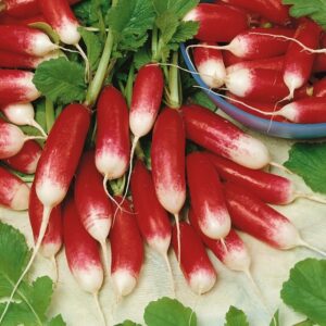 Nasiona Rzodkiewka Flamboyant 10g czerwona z białym końcem Nasiona Premium Nasiona Rzodkiewka Flamboyant 10g czerwona z białym końcem Nasiona Premium