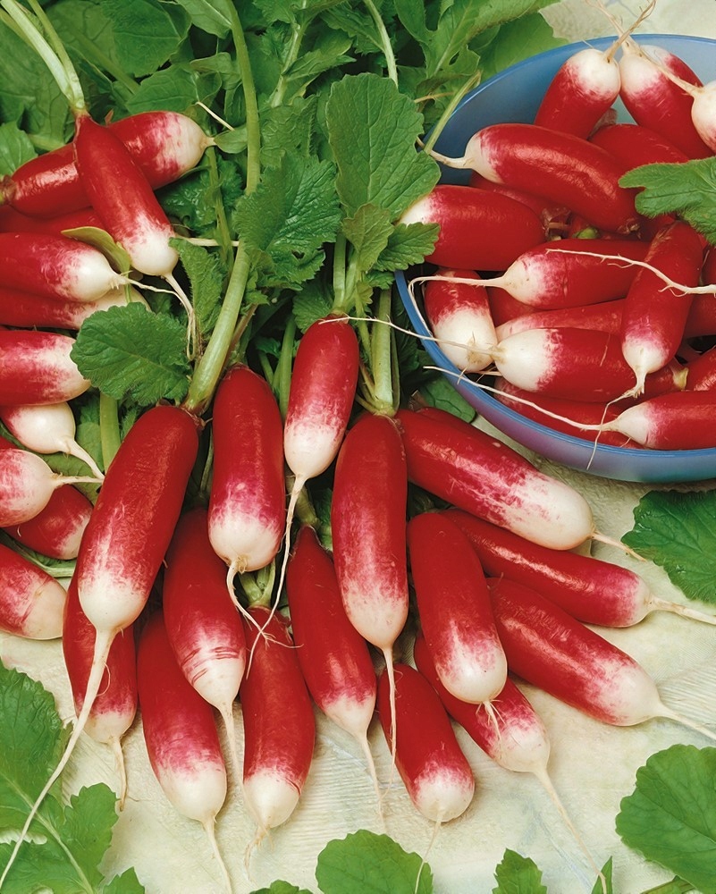 Nasiona Rzodkiewka Flamboyant 10g czerwona z białym końcem Nasiona Premium Nasiona Rzodkiewka Flamboyant 10g czerwona z białym końcem Nasiona Premium