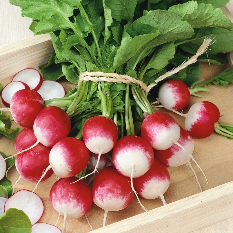Nasiona Rzodkiewka Poloneza 10g BIAŁY, SOCZYSTY MIĄŻSZ Premium Seeds Nasiona Rzodkiewka Poloneza 10g BIAŁY, SOCZYSTY MIĄŻSZ Premium Seeds