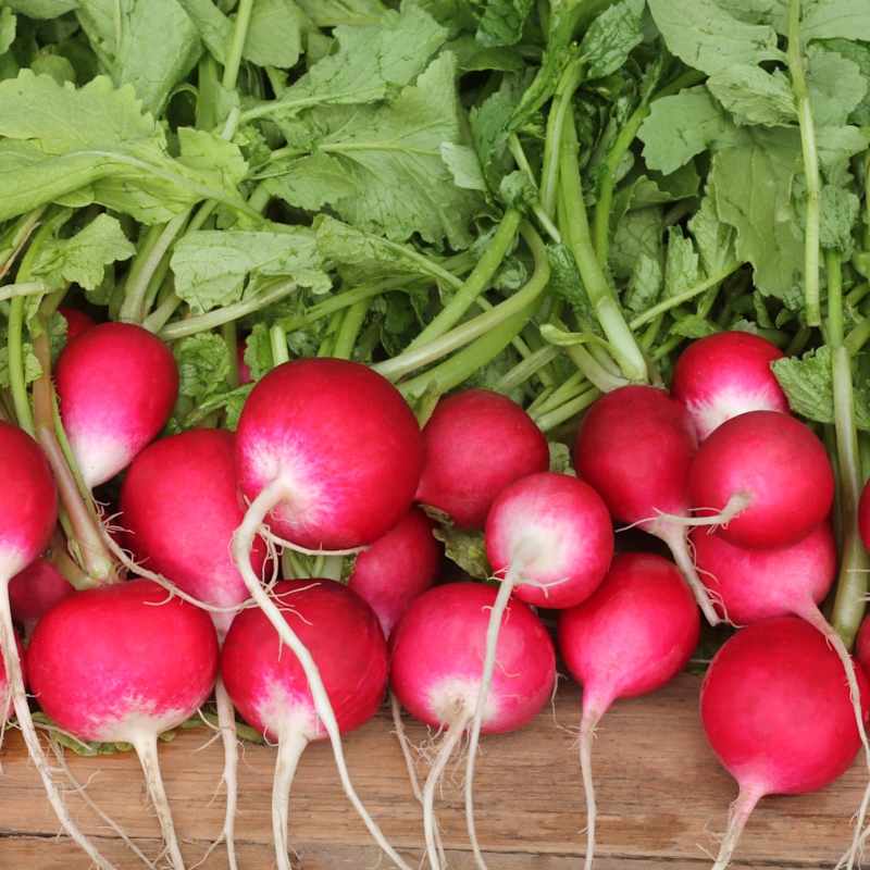 Nasiona Rzodkiewka Poloneza 10g BIAŁY, SOCZYSTY MIĄŻSZ Premium Seeds Nasiona Rzodkiewka Poloneza 10g BIAŁY, SOCZYSTY MIĄŻSZ Premium Seeds
