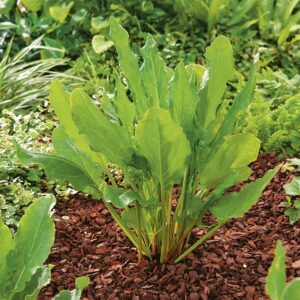 Nasiona Szczaw zwyczajny Belwilski 2g SMACZNY i ZDROWY, Premium Seeds Nasiona Szczaw zwyczajny Belwilski 2g SMACZNY i ZDROWY, Premium Seeds