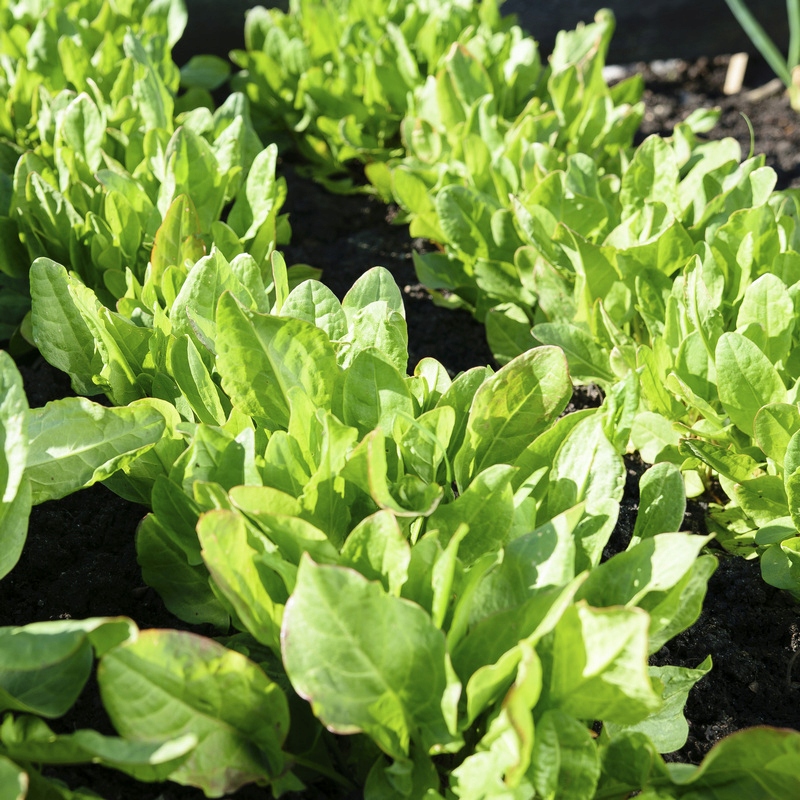 Nasiona Szczaw zwyczajny Belwilski 2g SMACZNY i ZDROWY, Premium Seeds Nasiona Szczaw zwyczajny Belwilski 2g SMACZNY i ZDROWY, Premium Seeds